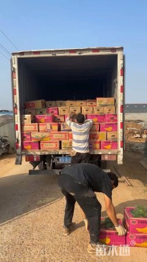 高度30厘米波斯菊