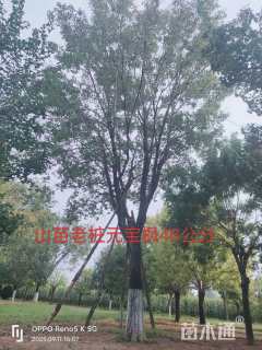 45公分元宝枫