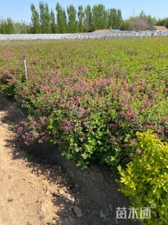 高度60厘米红花忍冬