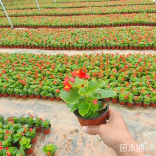 高度30厘米四季海棠