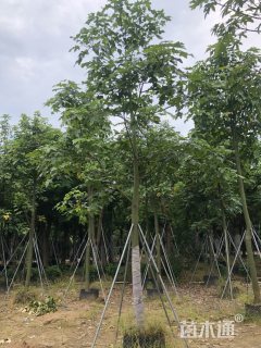 15公分澳洲火焰木