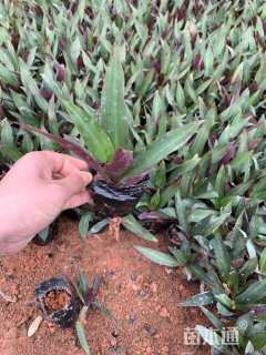 高度20厘米小蚌兰