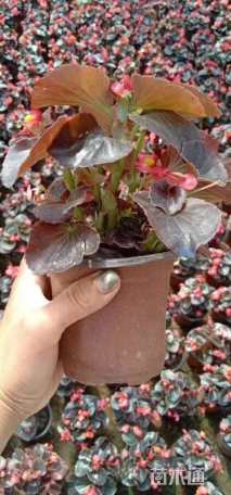 高度10厘米四季海棠