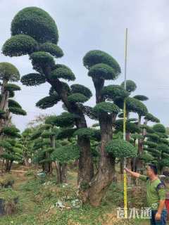 高度200厘米小叶女贞