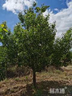 17公分八棱海棠