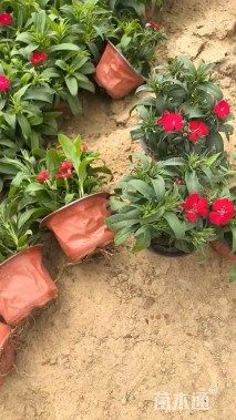 高度30厘米石竹