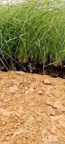 高度20厘米粉黛乱子草