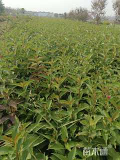 高度60厘米红王子锦带