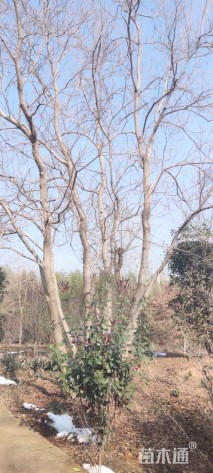 原生苗丛生乌桕