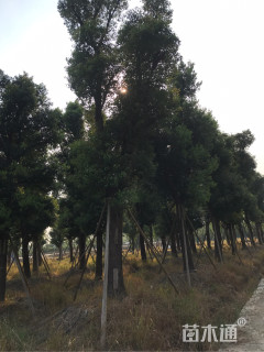30公分香樟
