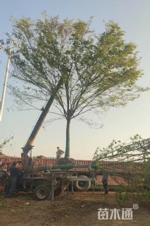 18公分榉树