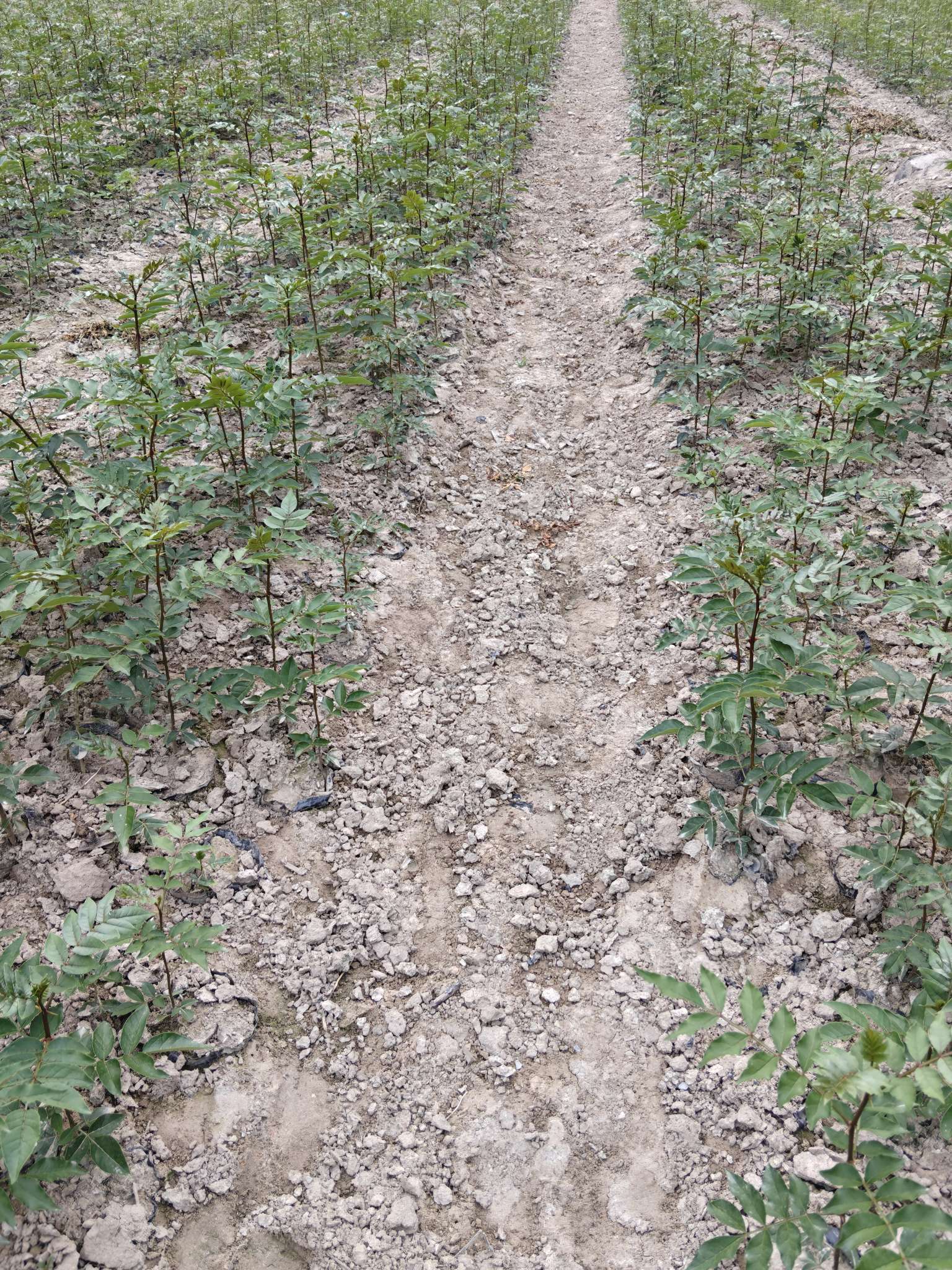 高度30厘米花椒