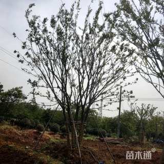 100公分丛生朴树