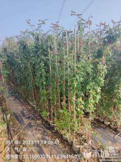 200厘米藤本月季