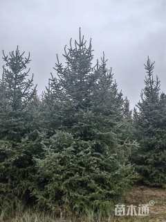 高度400厘米青海云杉
