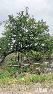 40公分造型朴树