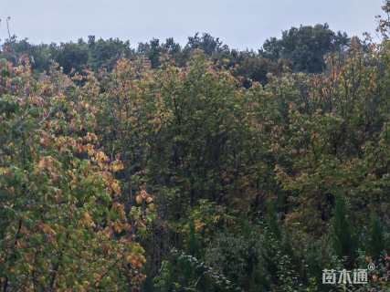 高度500厘米丛生茶条槭