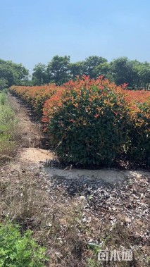 高度120厘米红叶石楠柱