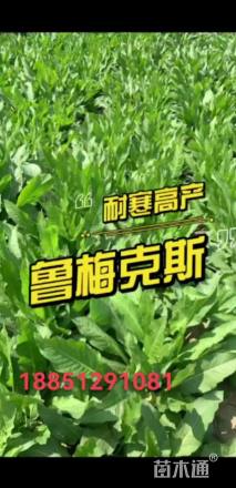 牧草种子