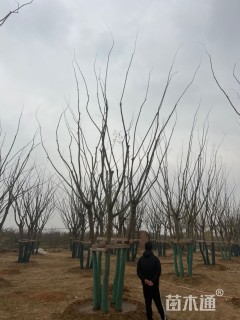 60公分(5杆)丛生朴树