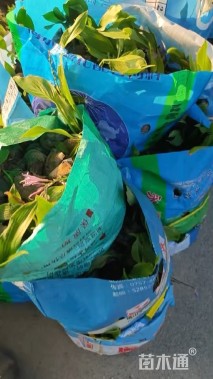 高度20厘米玉簪