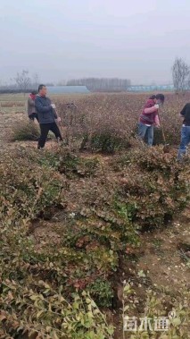 高度50厘米胶东卫矛