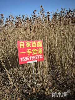 高度120厘米红王子锦带