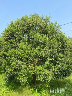 高度350厘米丛生胡柚