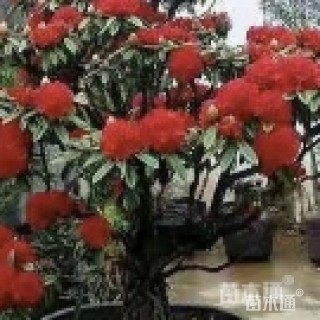 高度200厘米高山杜鹃