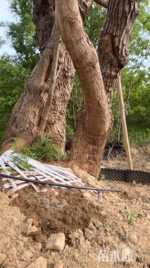 80公分造型乌桕