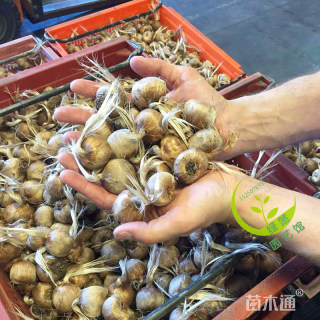 藏红花种球