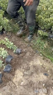 高度40厘米南天竹