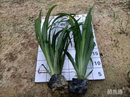 高度15厘米紫鸢尾