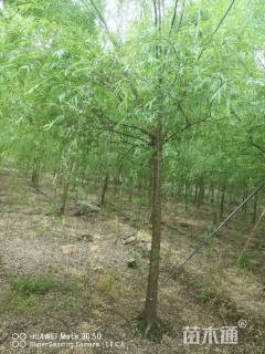 8公分垂柳