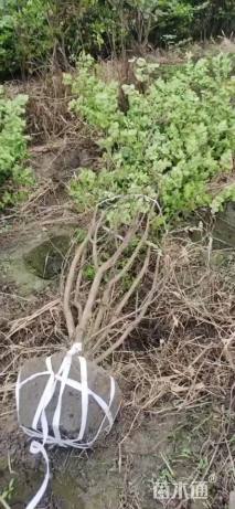 高度300厘米丛生紫薇