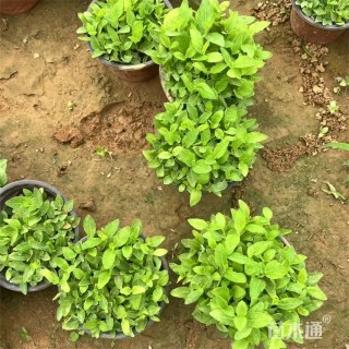 高度20厘米洋桔梗
