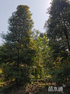 15公分桢楠