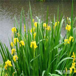 高度30厘米黄菖蒲