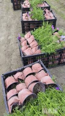 高度20厘米波斯菊
