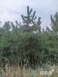 高度300厘米油松