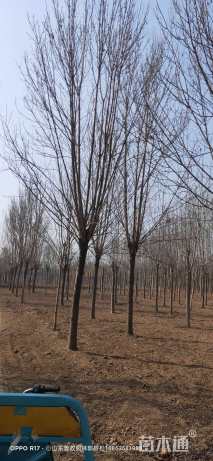 18公分速生白蜡