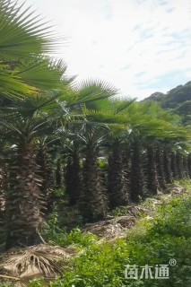 裸干高300厘米华棕