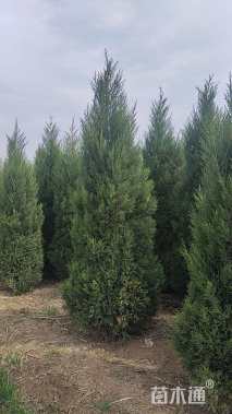 高度160厘米蜀桧