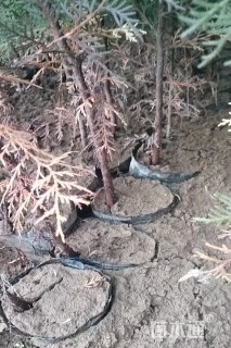 高度75厘米侧柏