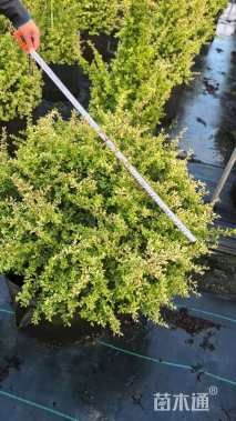 高度150厘米小丑火棘球