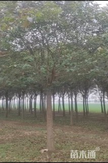 15公分大叶女贞