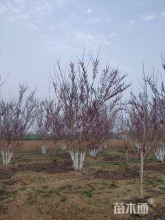 高度500厘米(5杆)丛生巨紫荆