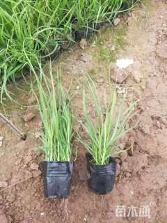 高度10厘米矮蒲苇