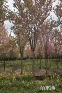 15公分巨紫荆