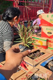 高度20厘米紫叶千鸟花